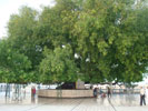 The Holy Pipal Tree (Panja Sahib in Nanakmatta Sahib)