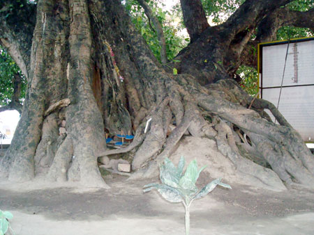 Roots of the holy Pipal Tree can also be seen above the ground even today