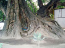 Roots of the holy pipal tree many feets above the ground